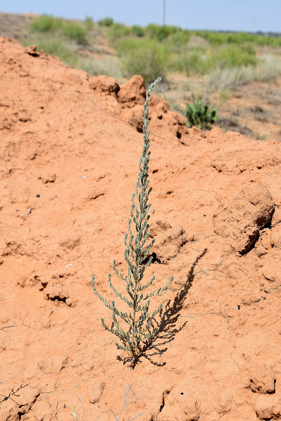 Image of Sedobassia sedoides specimen.