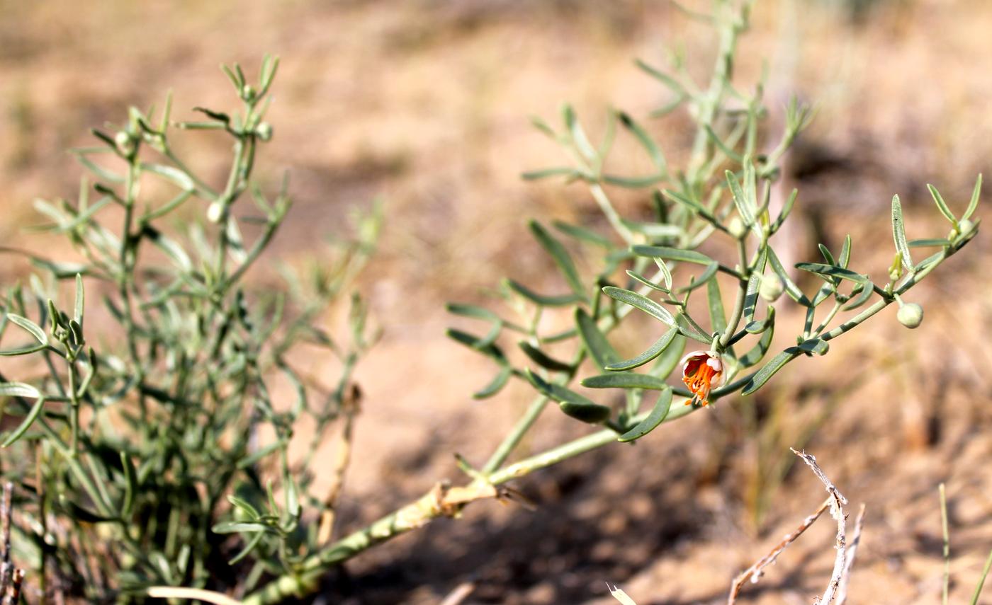 Image of Zygophyllum ovigerum specimen.