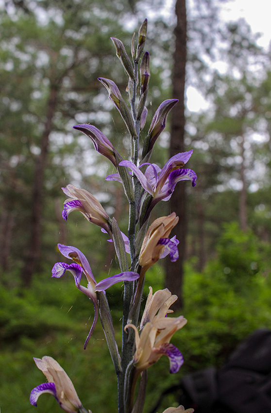 Image of Limodorum abortivum specimen.