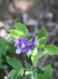 Lathyrus laxiflorus