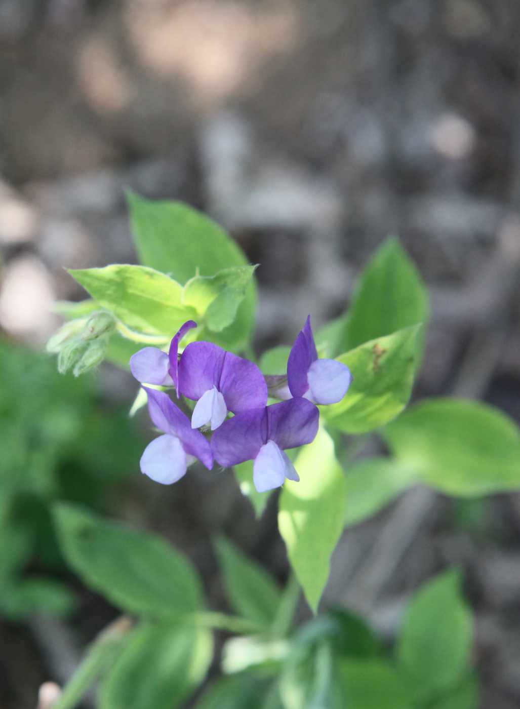 Image of Lathyrus laxiflorus specimen.