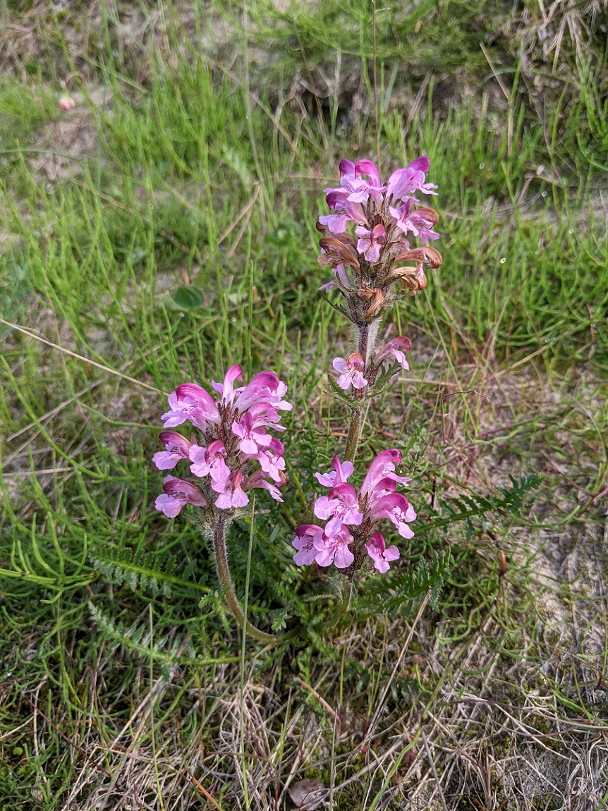 Image of Pedicularis sudetica specimen.