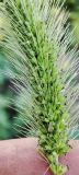 Setaria viridis