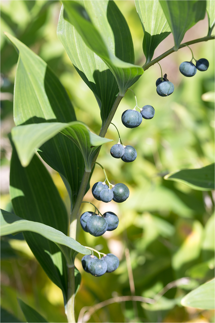 Image of Polygonatum multiflorum specimen.