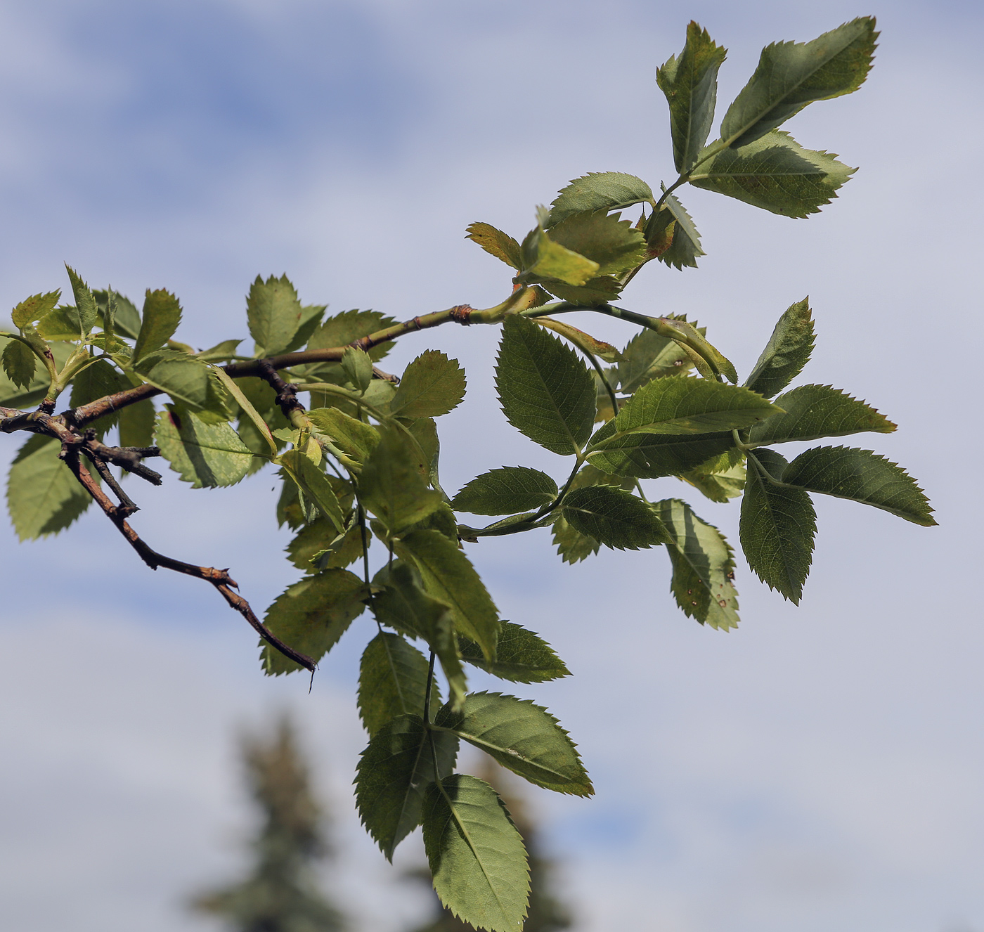 Image of genus Rosa specimen.