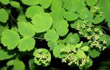 Thalictrum baicalense