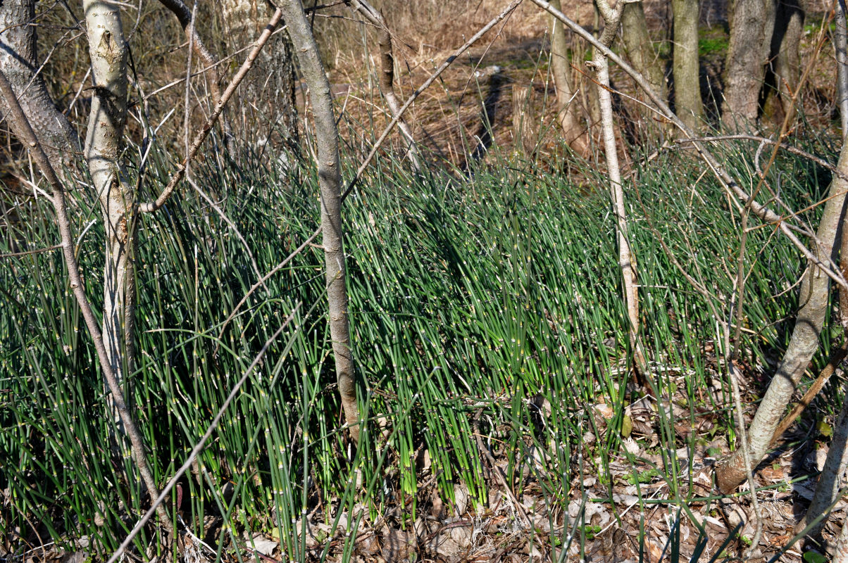 Image of Equisetum hyemale specimen.