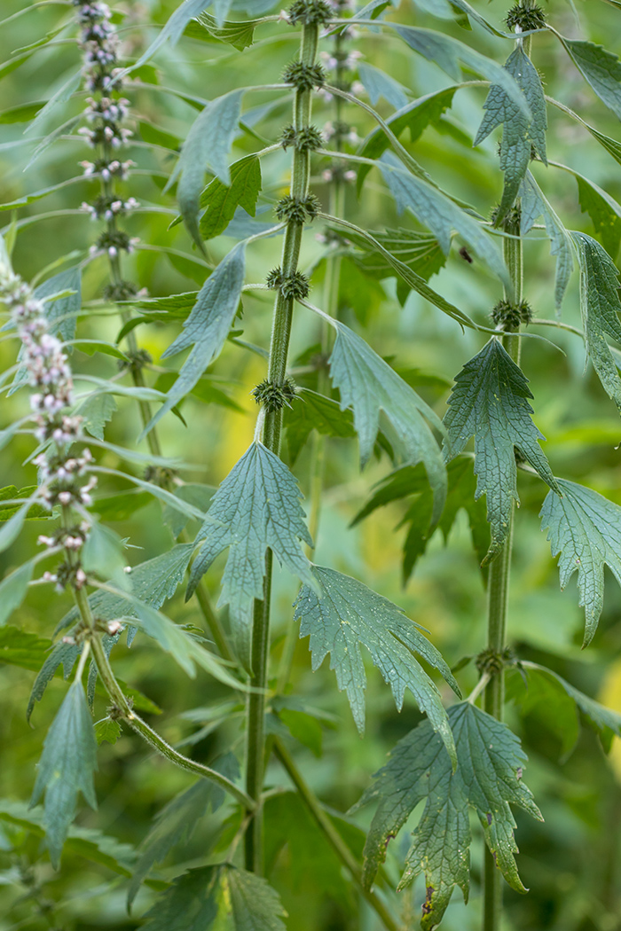 Изображение особи Leonurus quinquelobatus.