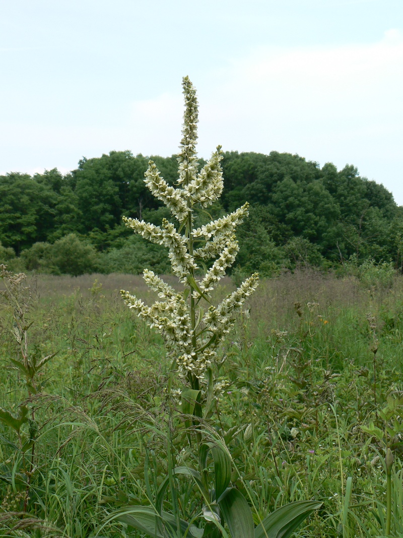 Image of Veratrum dahuricum specimen.