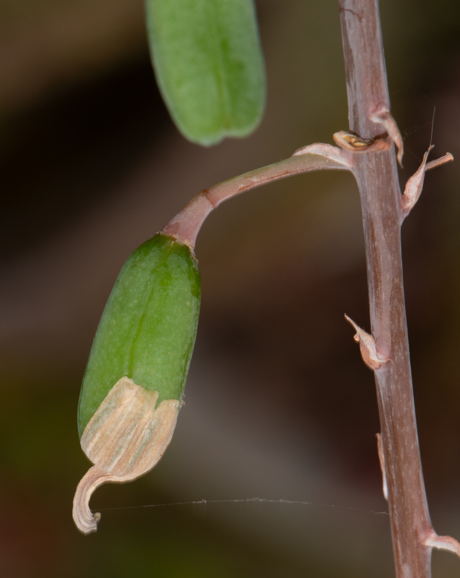 Image of Gasteria obliqua specimen.