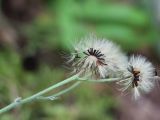 Hieracium fariniramum