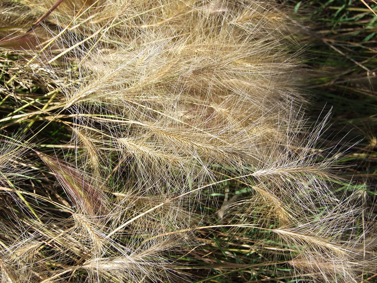 Image of Hordeum jubatum specimen.