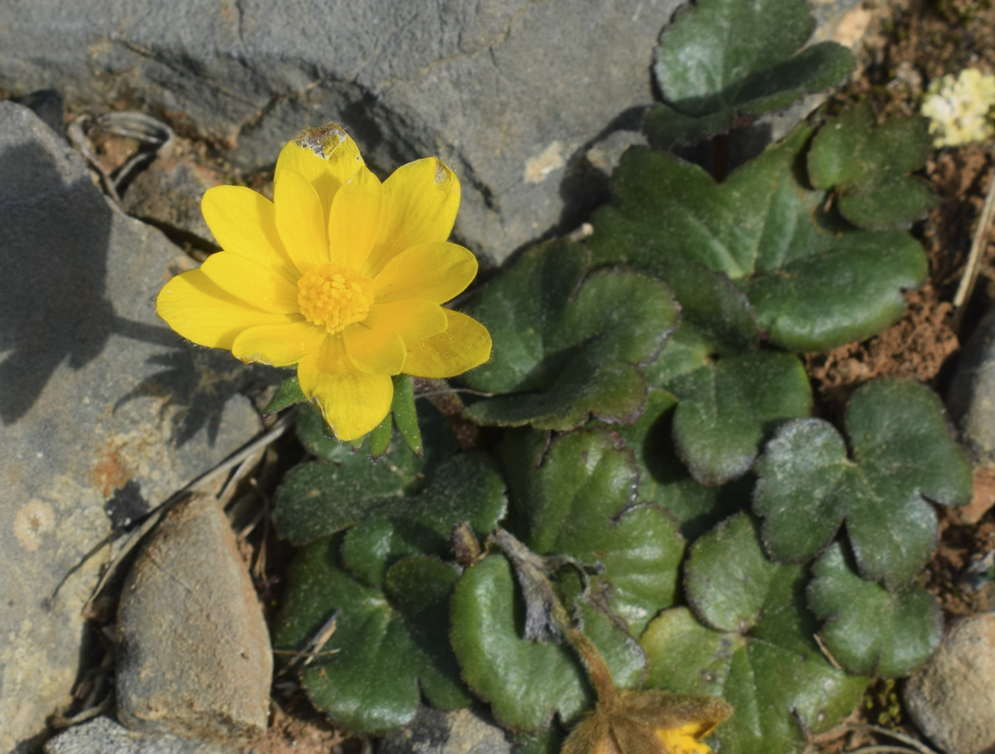 Image of Anemone palmata specimen.