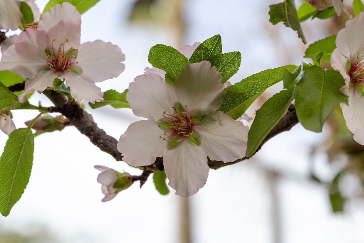 Изображение особи Amygdalus communis.