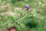 Astragalus asterias