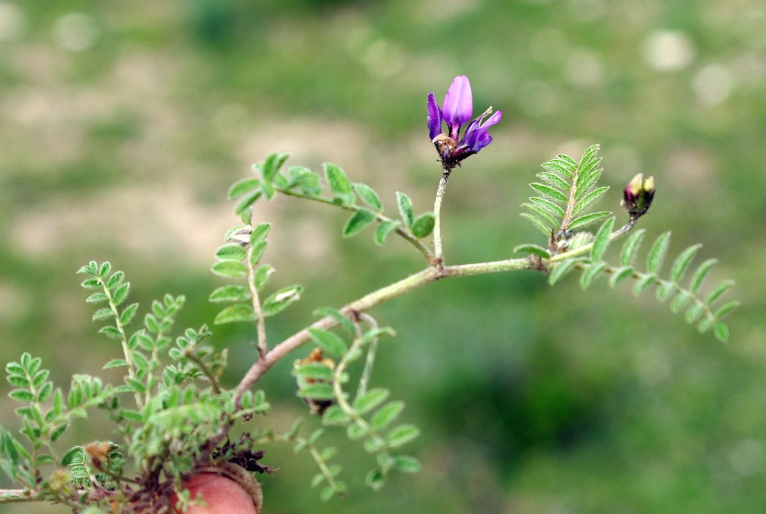 Изображение особи Astragalus asterias.