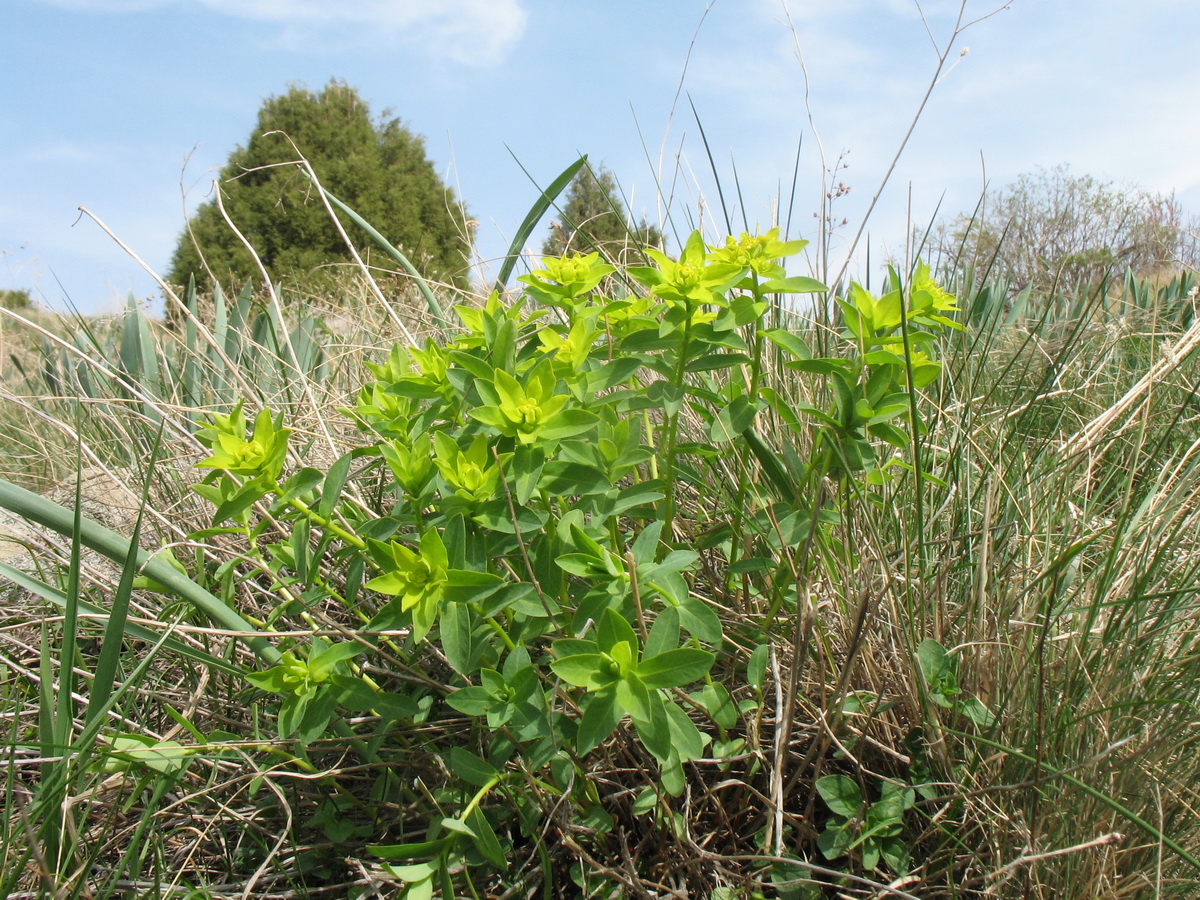 Изображение особи Euphorbia talastavica.