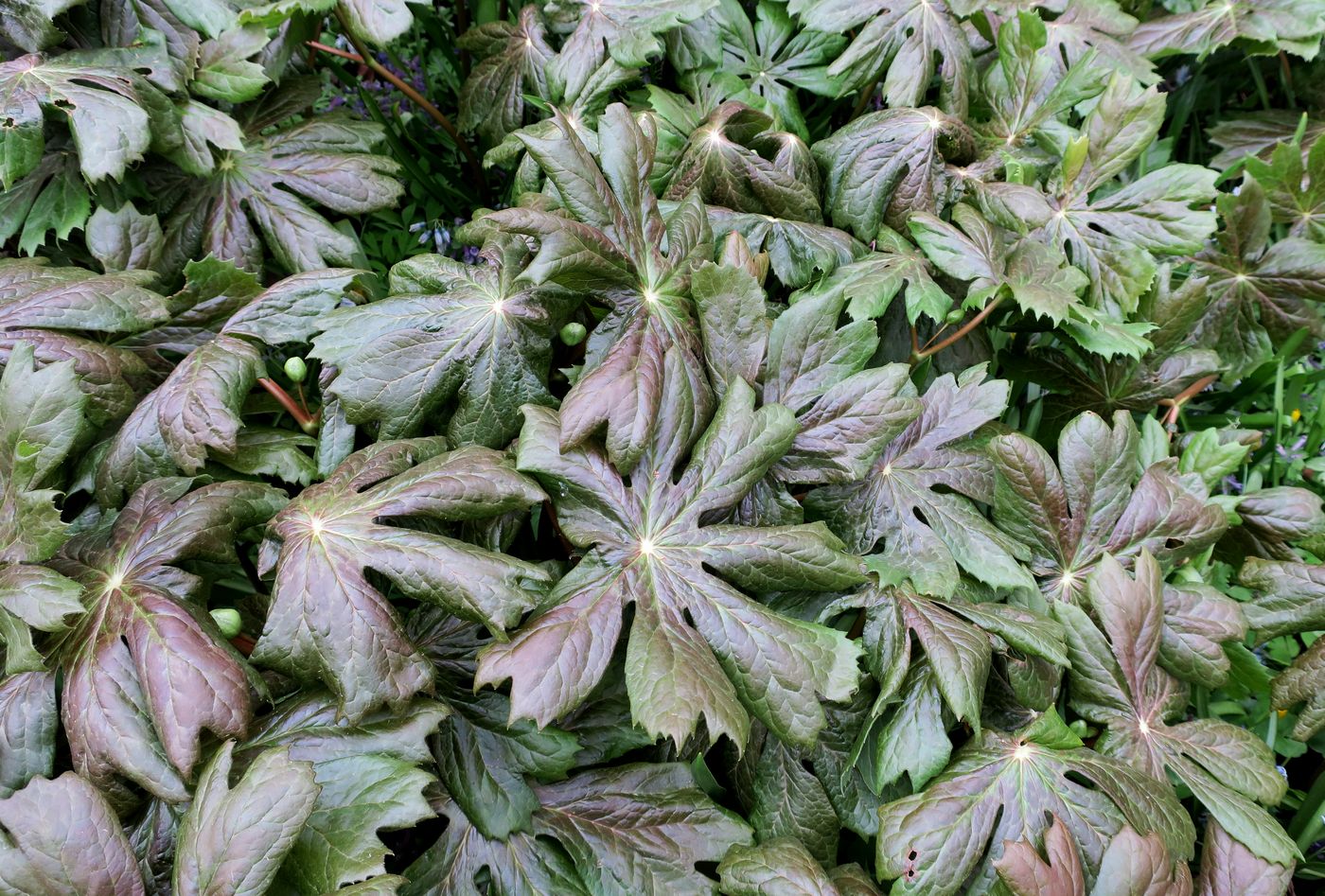 Изображение особи Podophyllum peltatum.