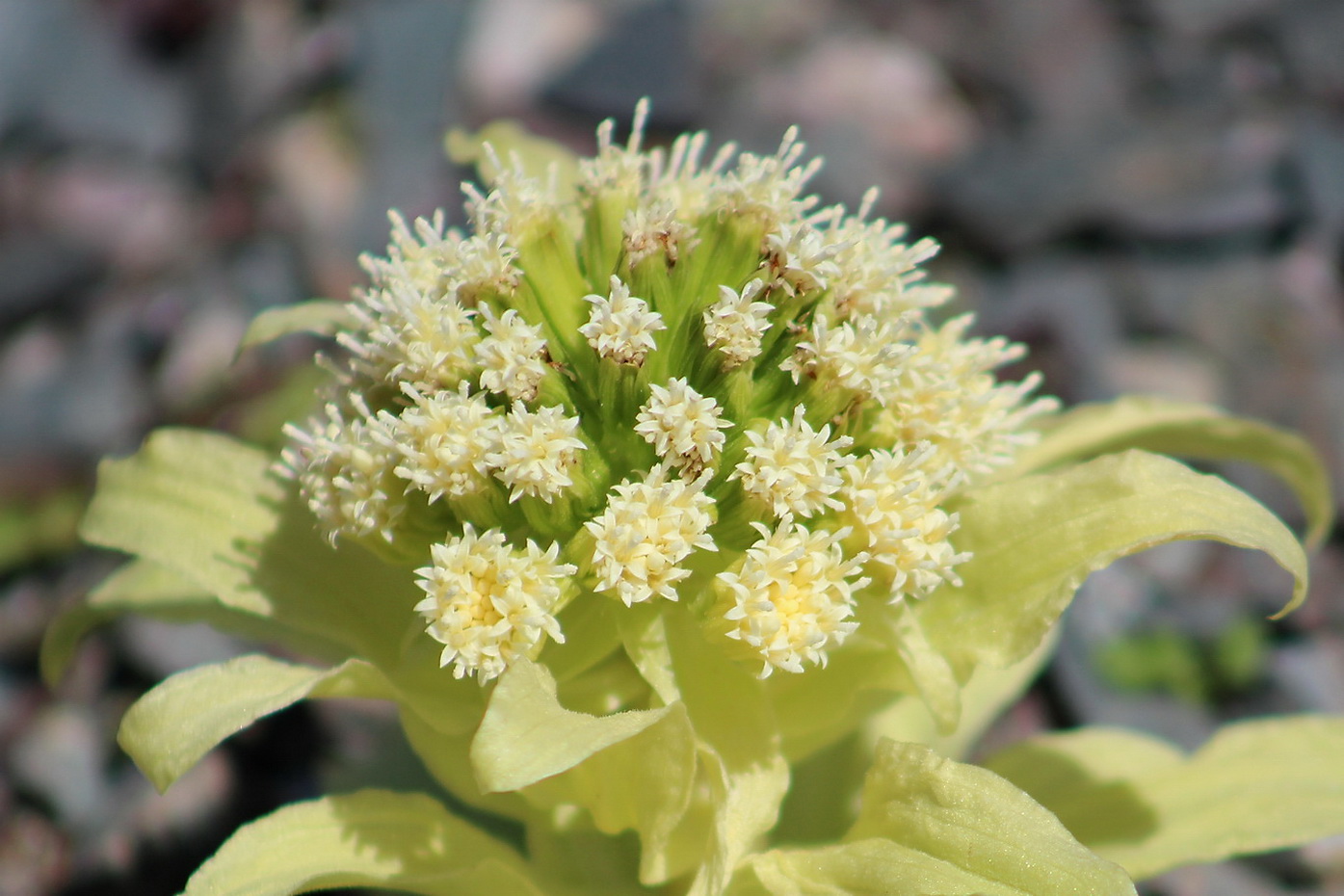 Image of Petasites amplus specimen.