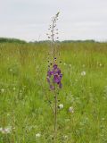 Verbascum phoeniceum