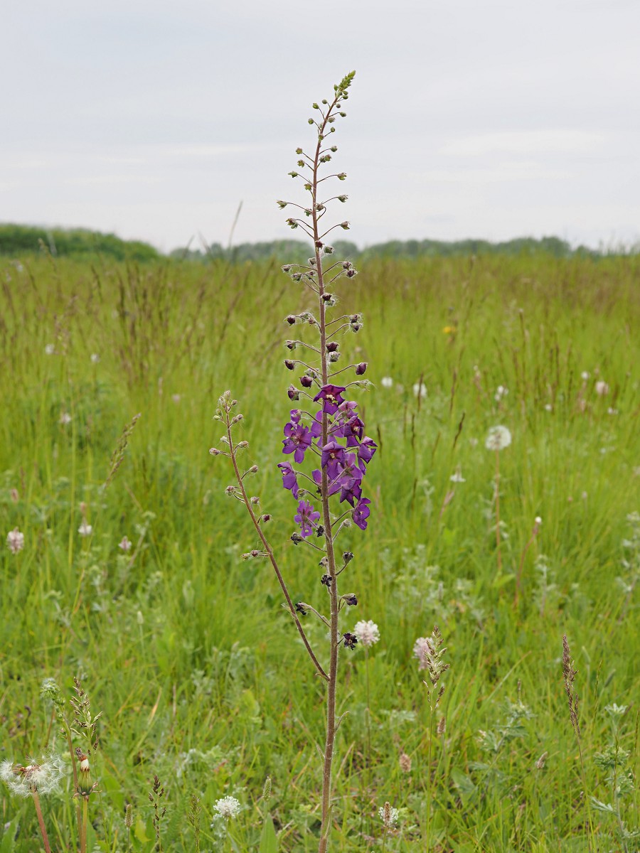 Image of Verbascum phoeniceum specimen.