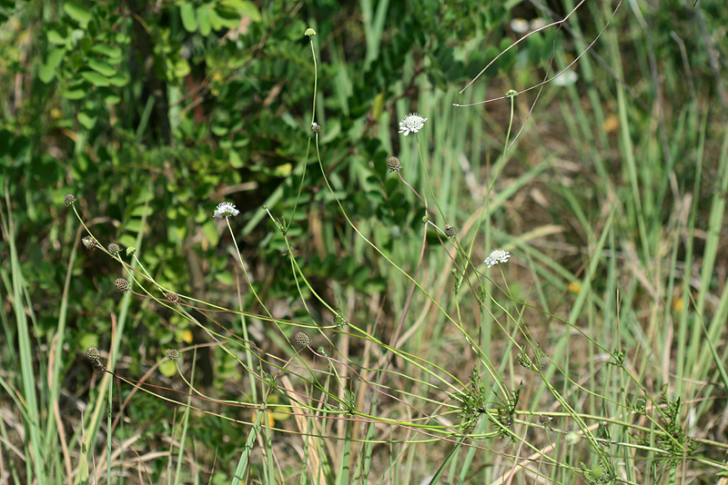 Изображение особи Scabiosa sosnowskyi.