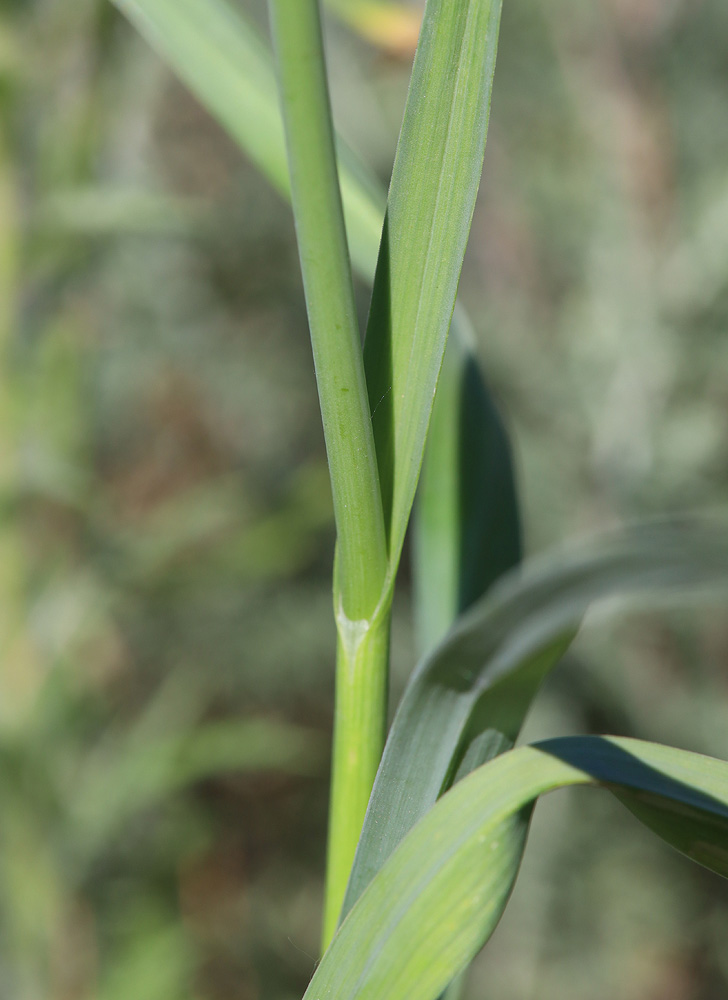 Image of Allium atroviolaceum specimen.