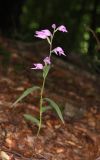 Cephalanthera rubra. Цветущее растение. Горный Крым, окр. с. Генеральское, буковый лес. 15 июля 2022 г.