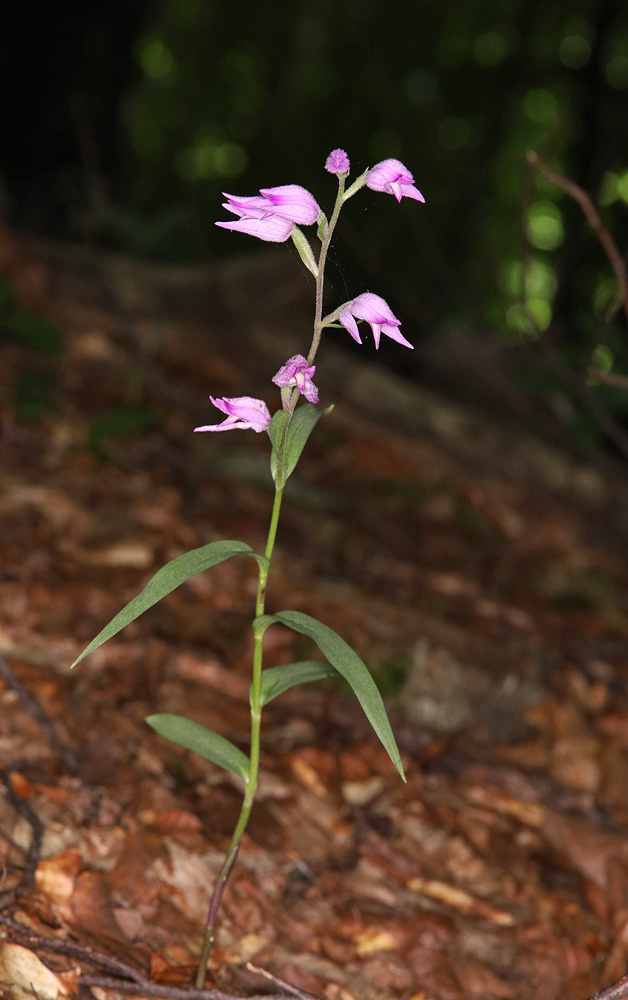 Изображение особи Cephalanthera rubra.