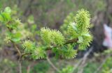 Salix myrsinifolia