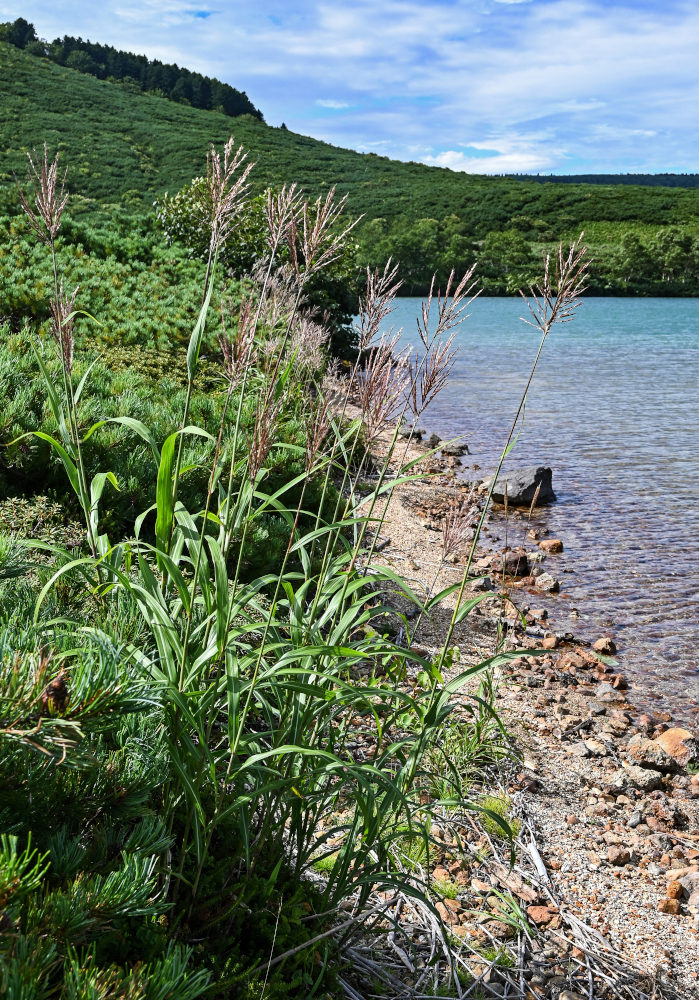 Image of Miscanthus sinensis specimen.
