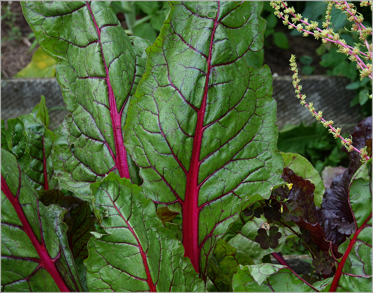 Image of Beta vulgaris ssp. cicla specimen.