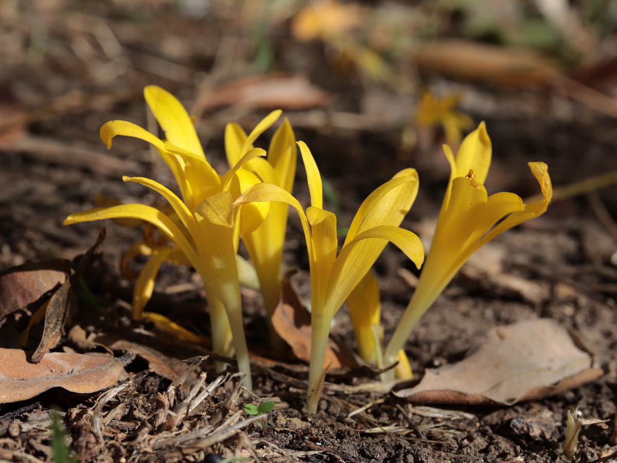 Image of Sternbergia colchiciflora specimen.