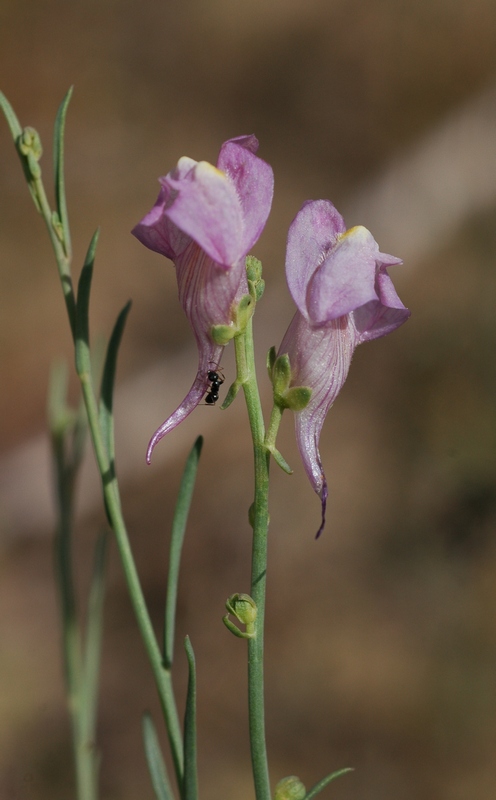 Image of Linaria transiliensis specimen.