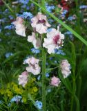 Verbascum phoeniceum