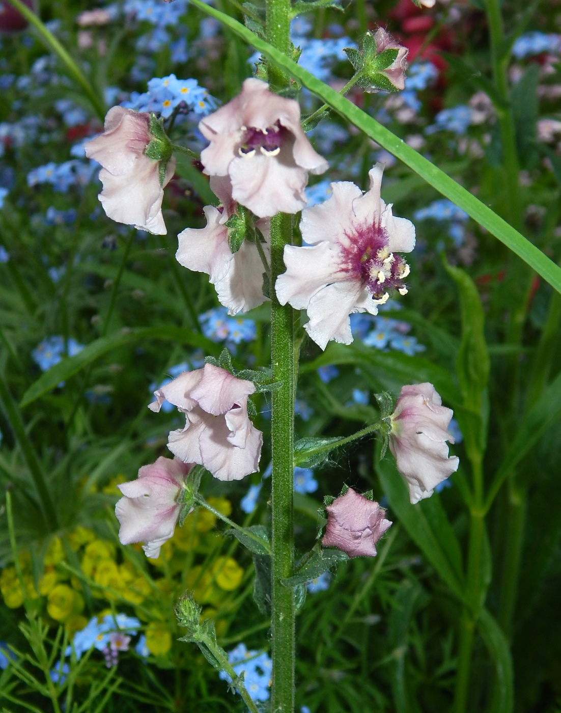 Image of Verbascum phoeniceum specimen.