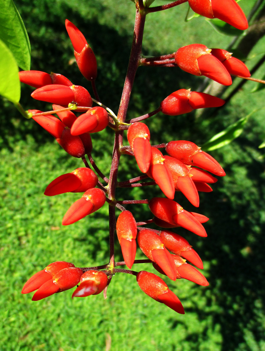 Изображение особи Erythrina crista-galli.