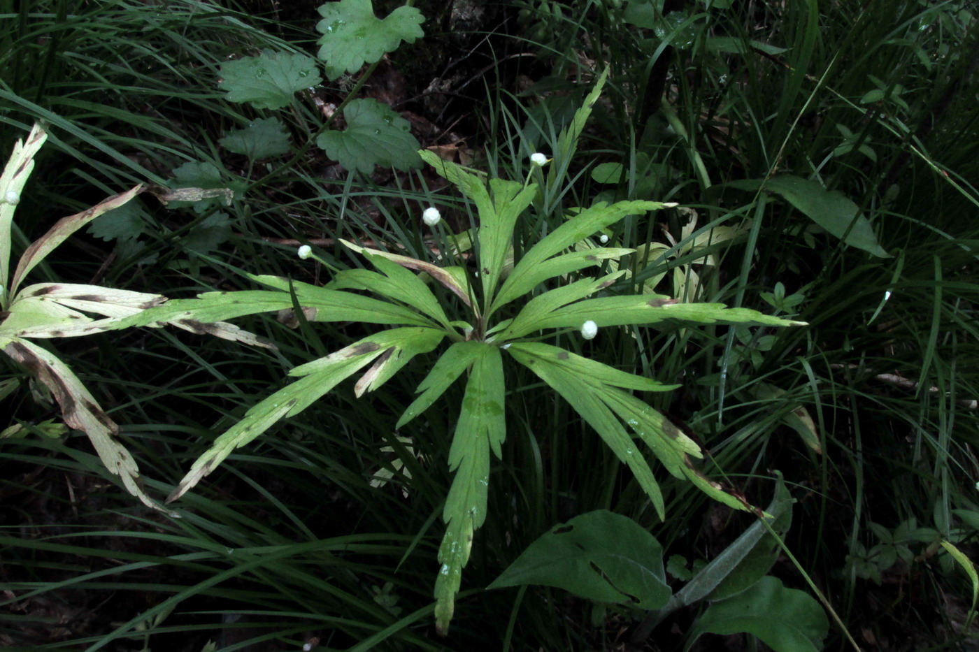 Image of Anemone irinae specimen.