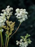 Filipendula ulmaria. Часть соцветия. Московская обл., Сергиево-Посадский р-н, долина р. Пажа, опушка смешанного леса, берег реки. 25.08.2021.