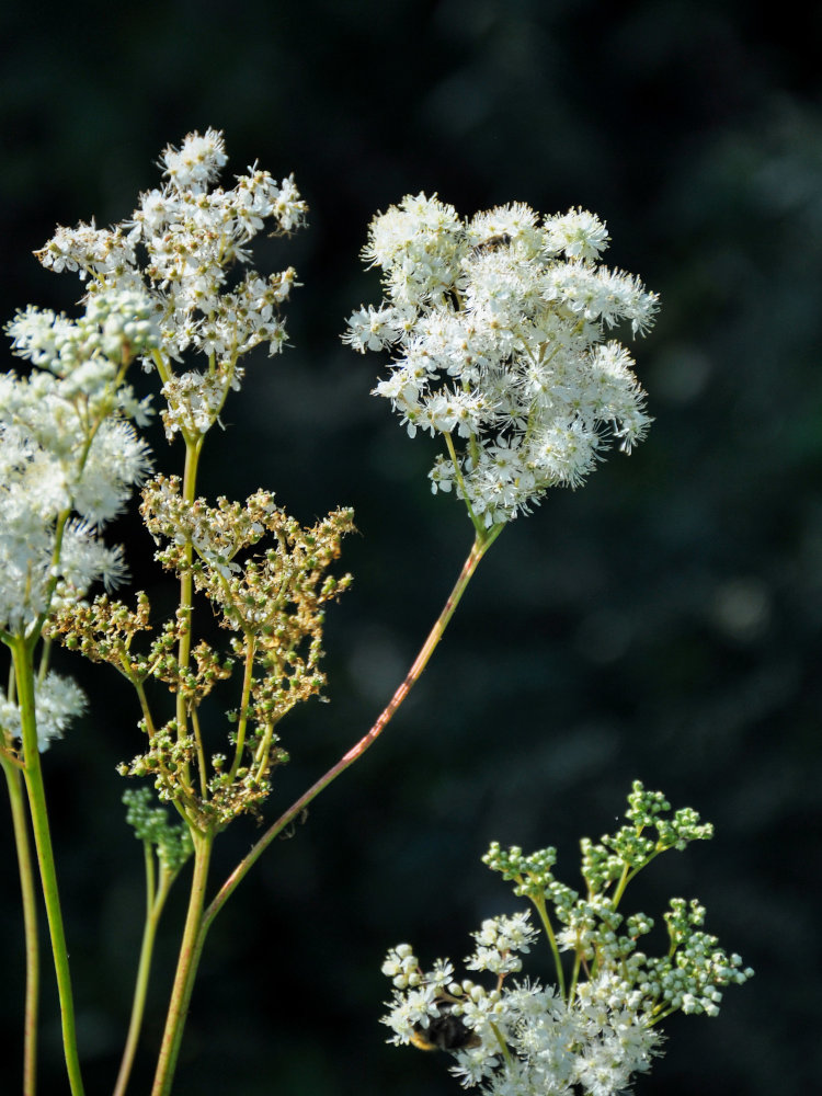 Image of Filipendula ulmaria specimen.