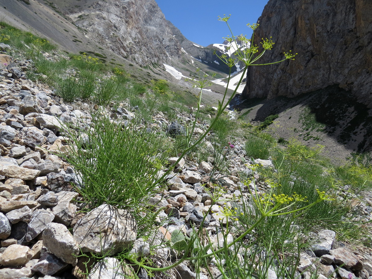 Image of Ferula renardii specimen.