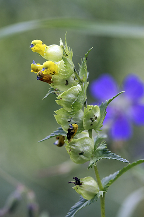 Изображение особи Rhinanthus songaricus.