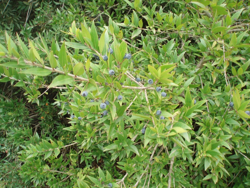 Image of Myrtus communis specimen.