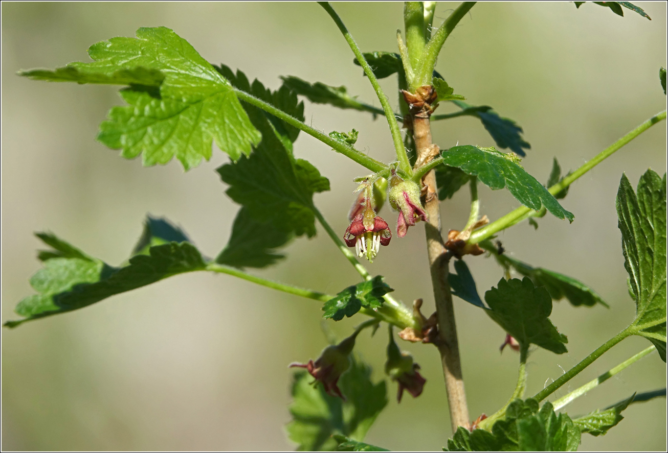 Изображение особи Ribes &times; nidigrolaria.