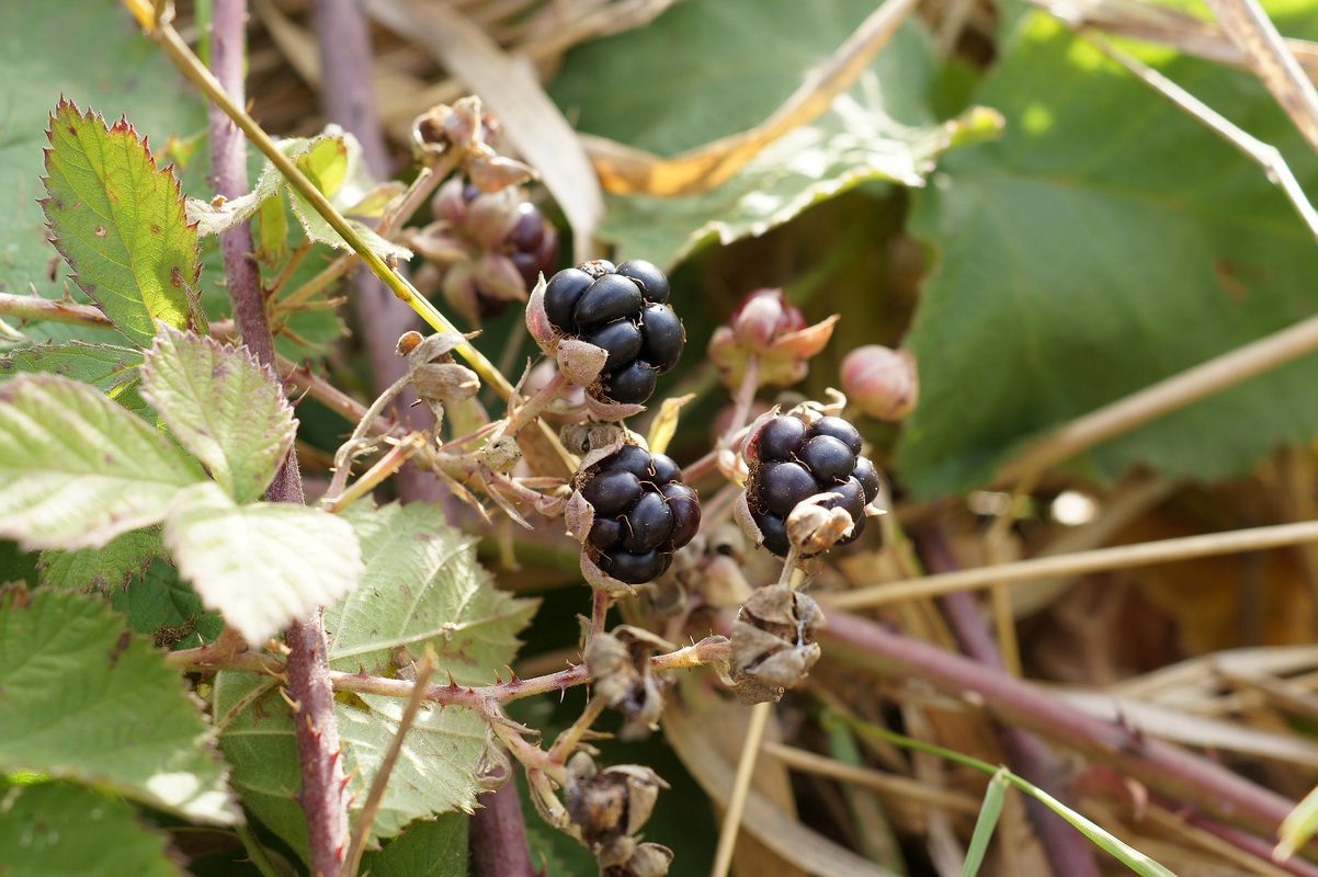 Image of genus Rubus specimen.