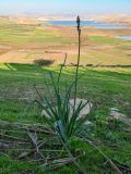 Asphodelus ramosus. Расцветающее растение. Марокко, обл. Фес-Мекнес, южный берег оз. Сиди-Шахеде, луговой склон. 05.01.2023.
