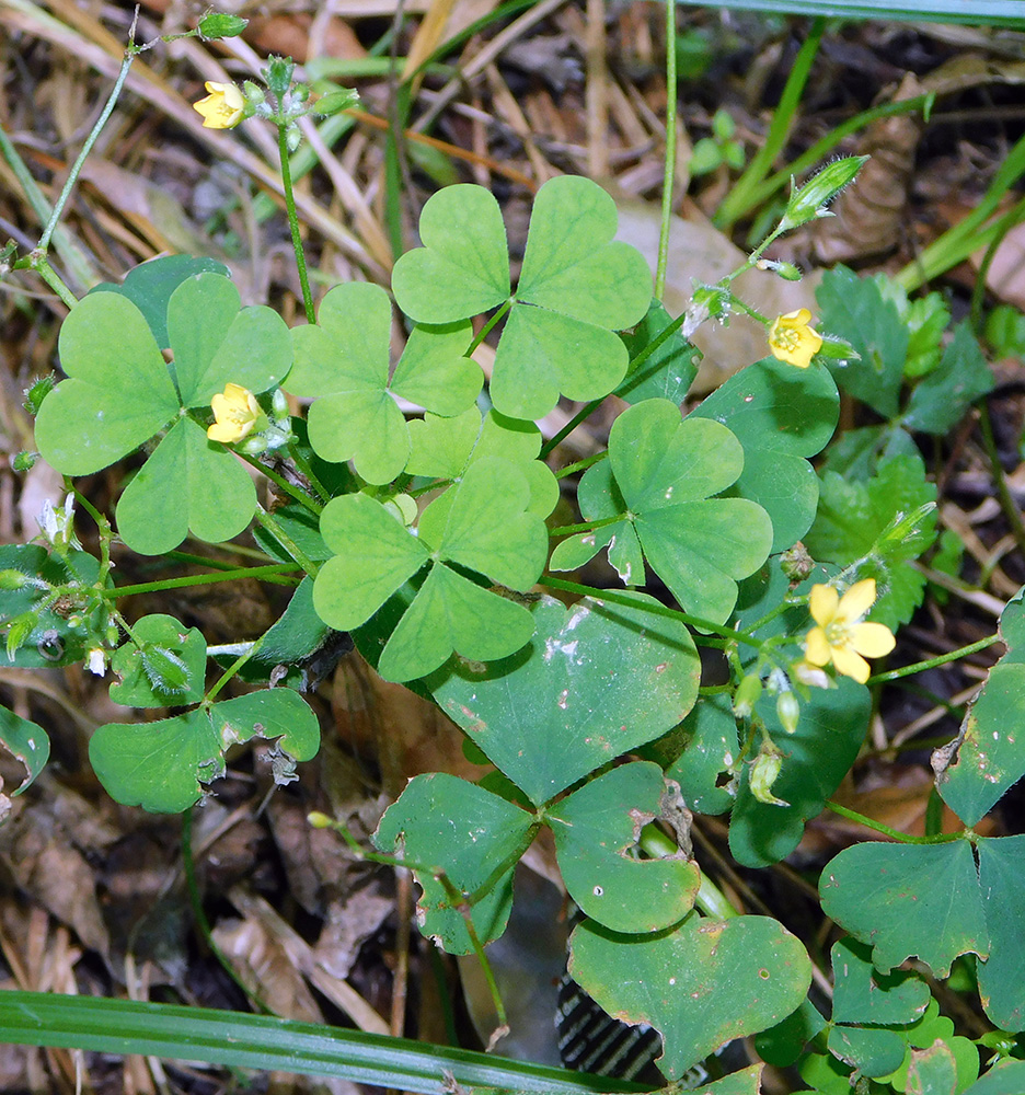 Image of Oxalis stricta specimen.
