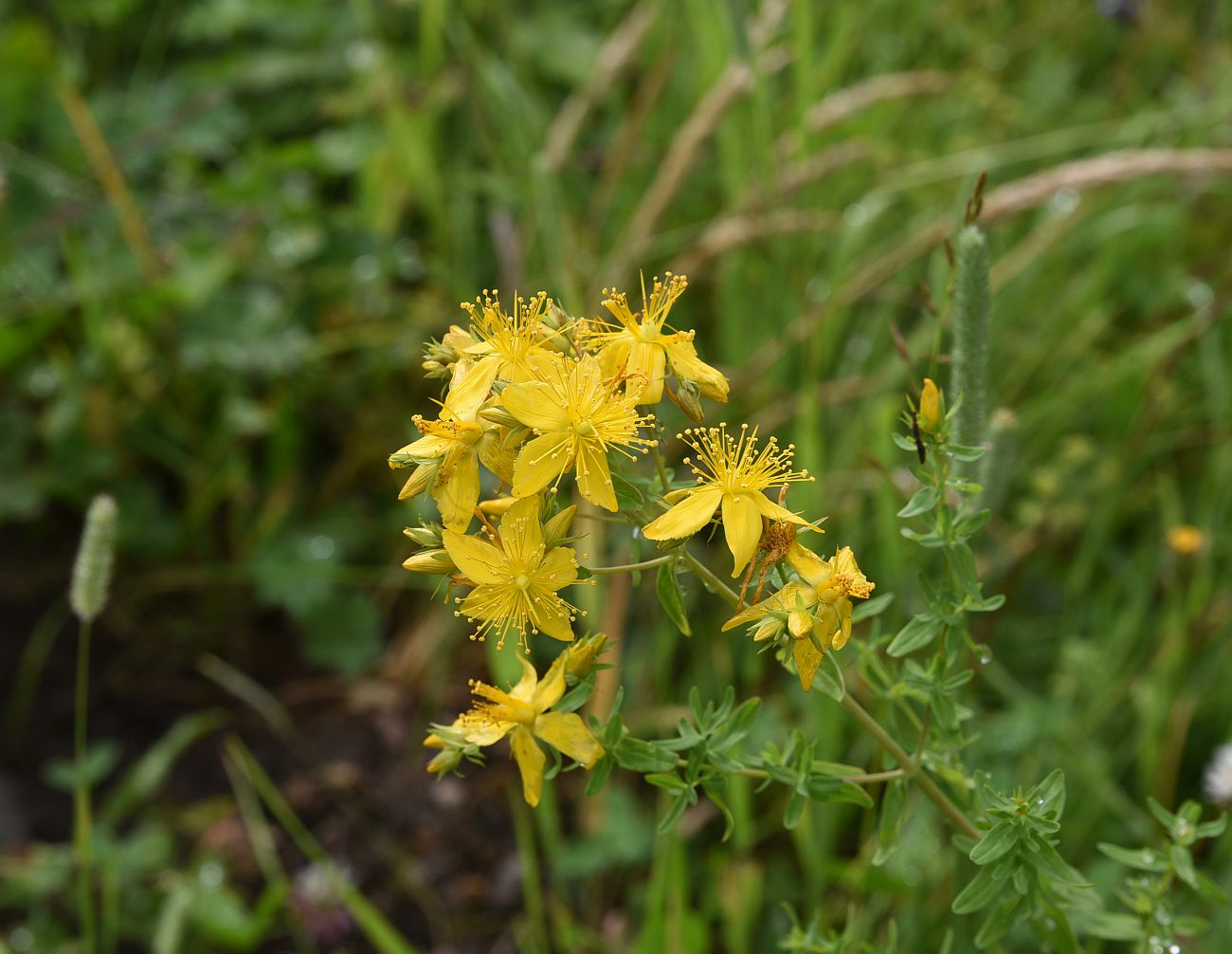 Image of Hypericum perforatum specimen.