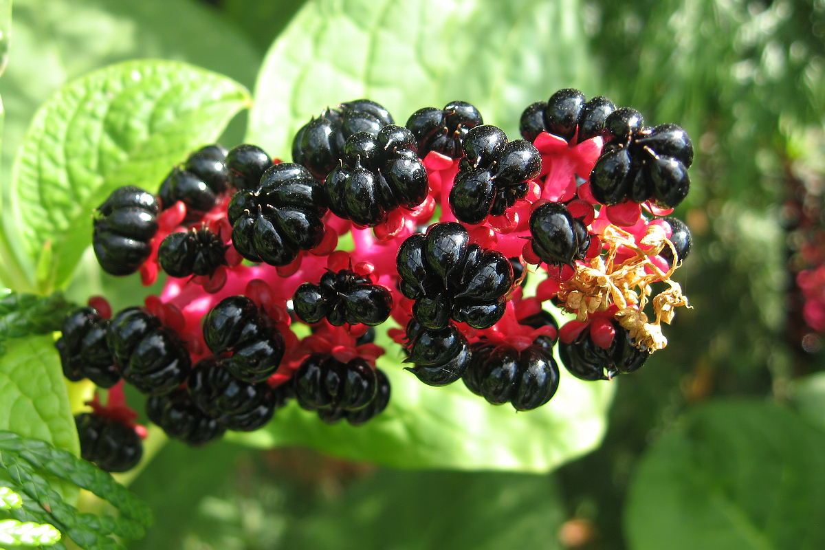 Изображение особи Phytolacca acinosa.