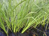 Acorus calamus